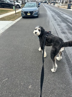 Happy client dog