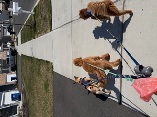 Happy client dog