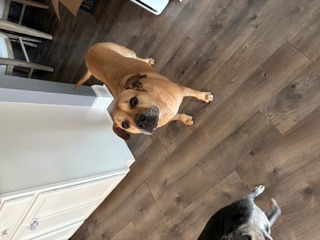 Happy client dog
