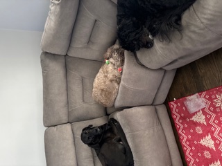 Happy client dog