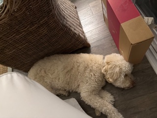 Happy client dog