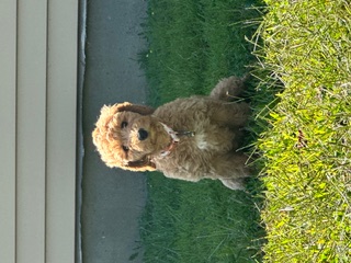 Happy client dog