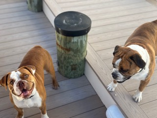 Happy client dog