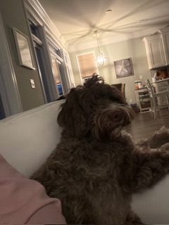 Happy client dog
