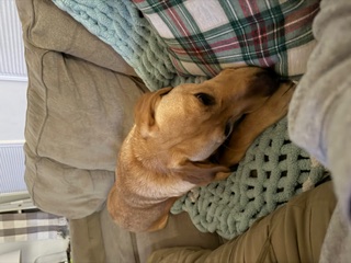 Happy client dog