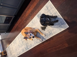 Happy client dog