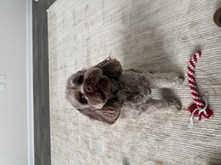 Happy client dog
