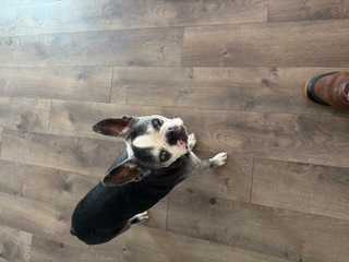Happy client dog